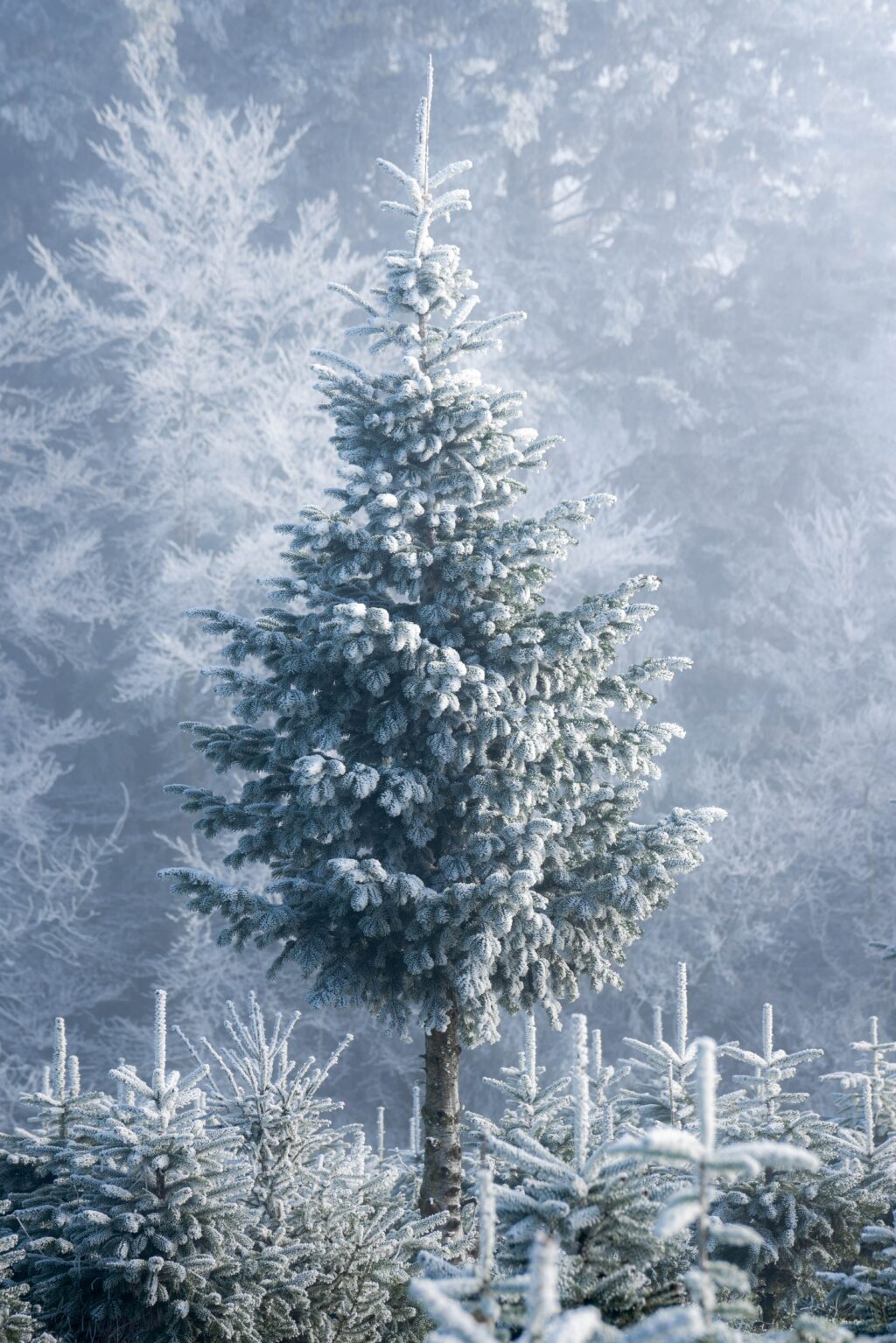 christmas tree in white