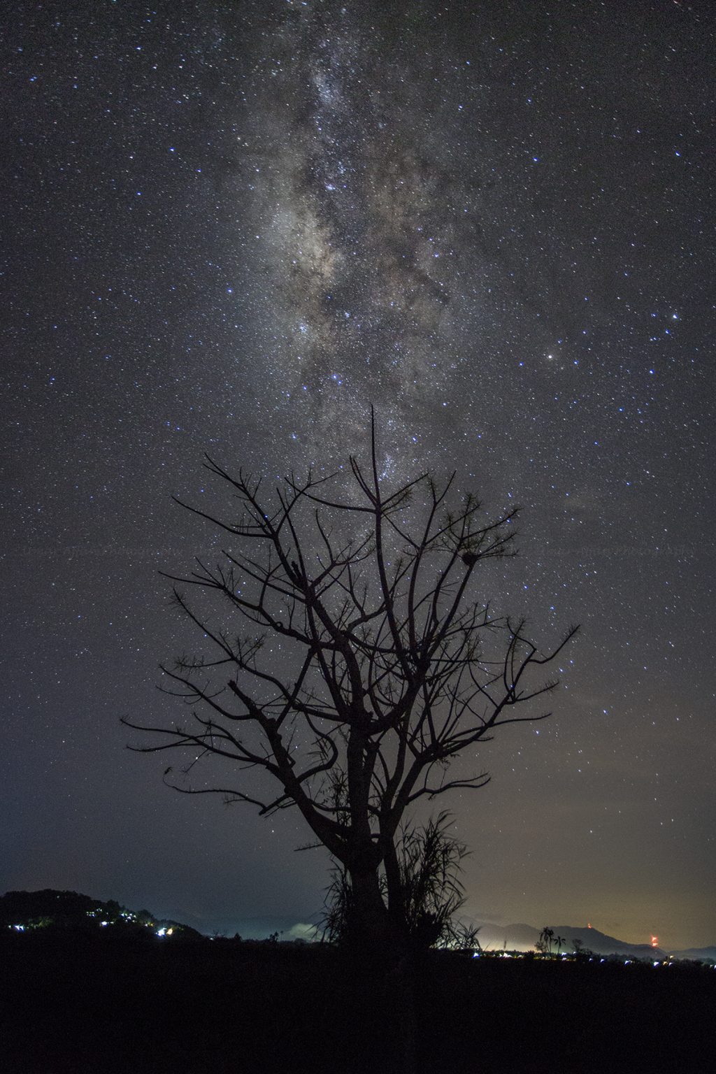 Milky Way over a tree