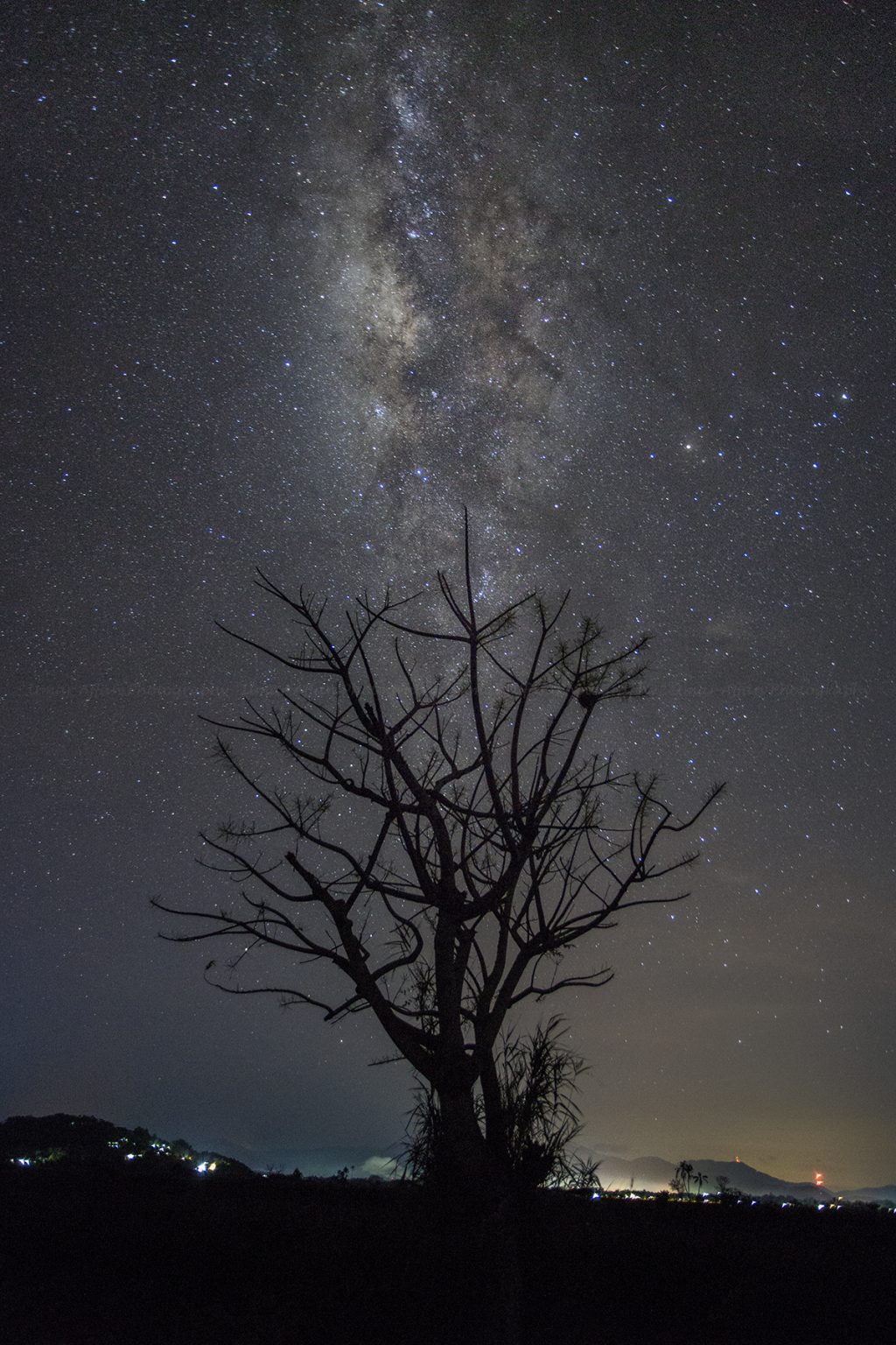 Milky Way over a tree