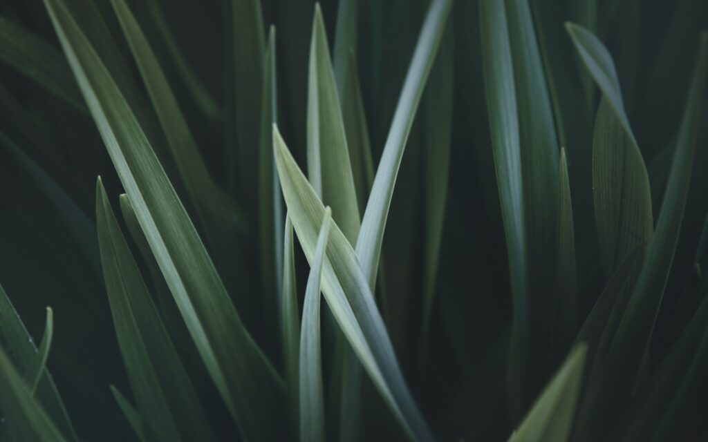 leaves closeup