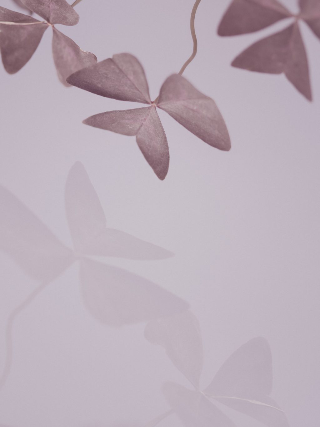 monochromatic leaves