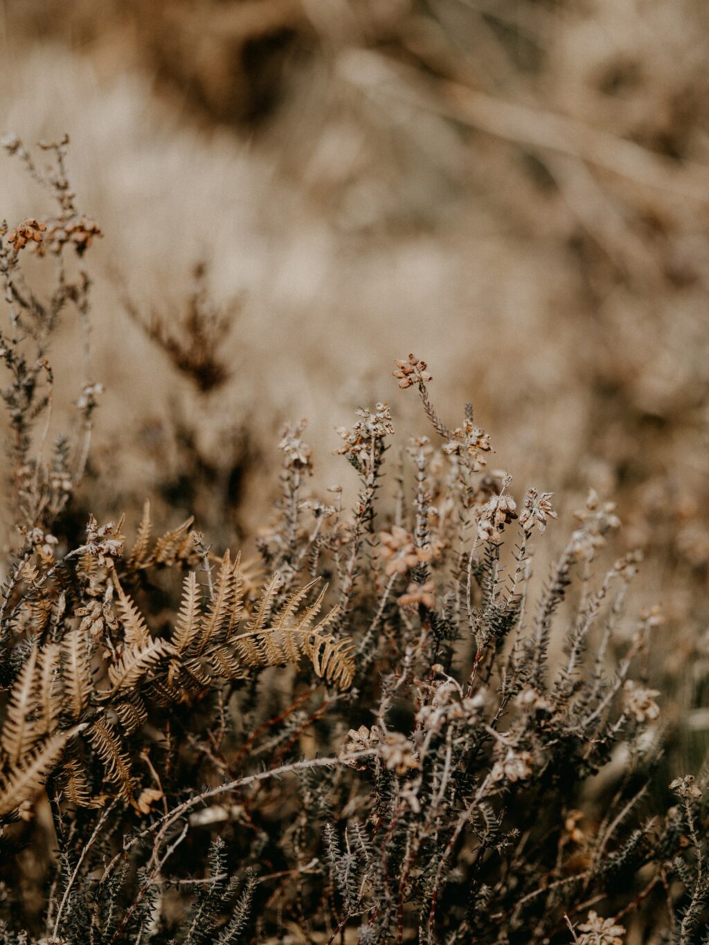 earthy colors dry leaves