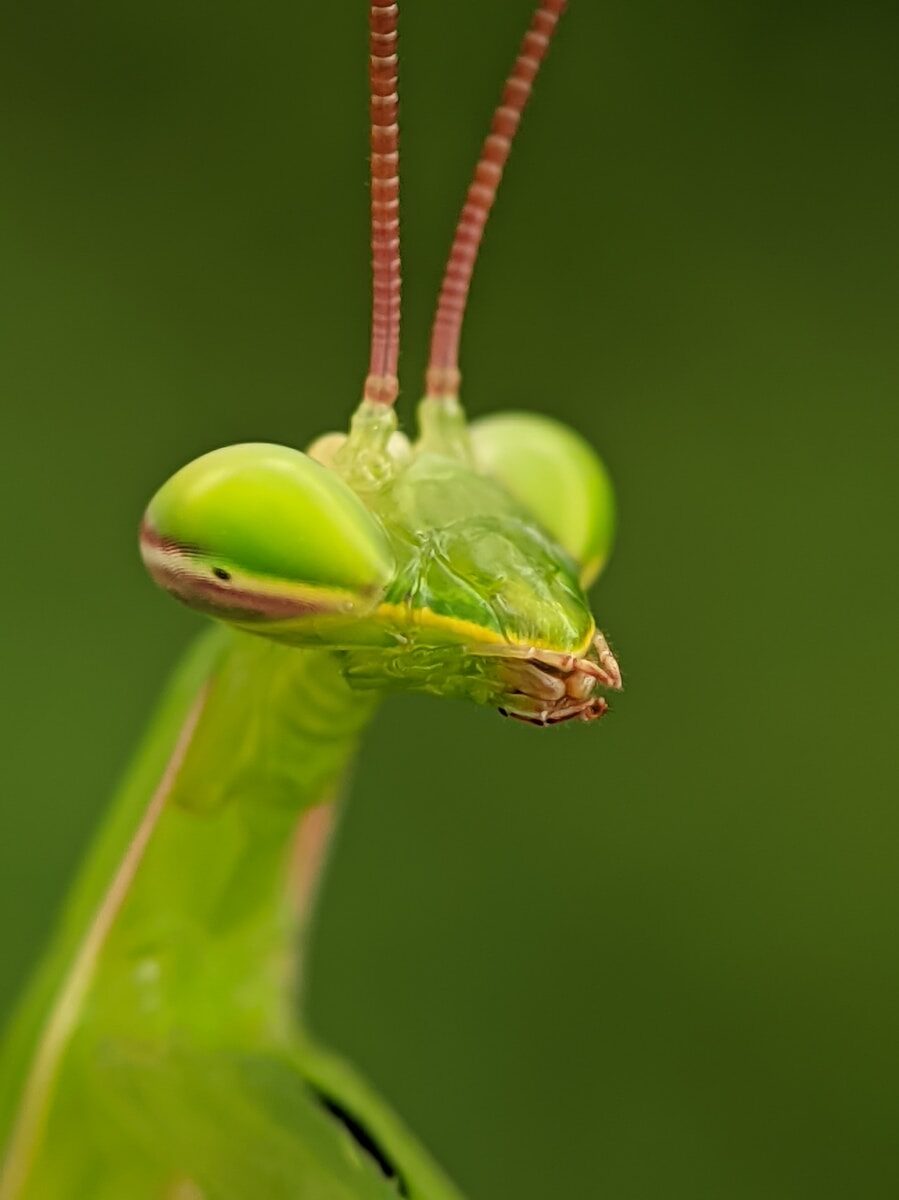Close-up of a green praying mantis with large eyes.