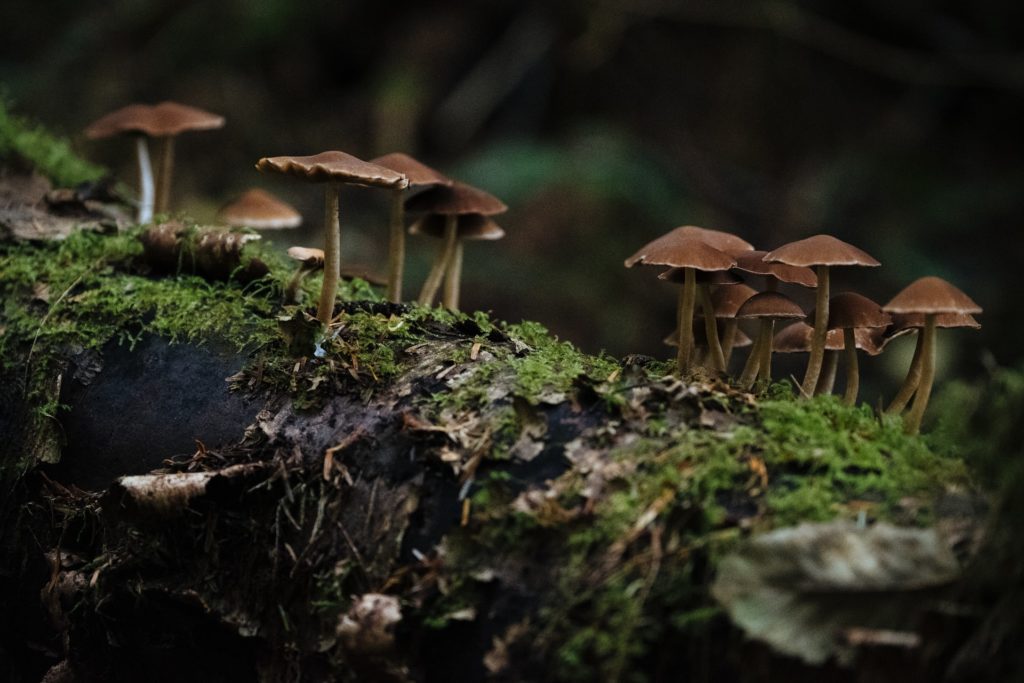 many brown mushrooms