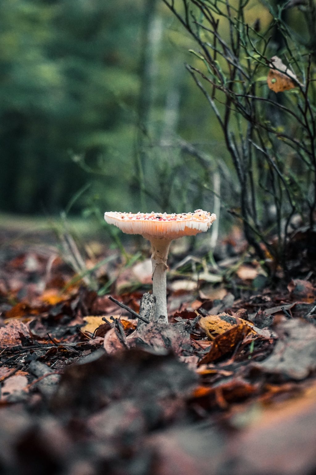 orange mushrooms