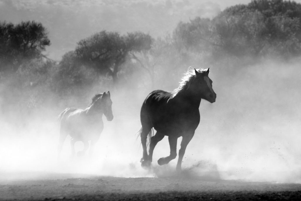 nature animal fog freedom