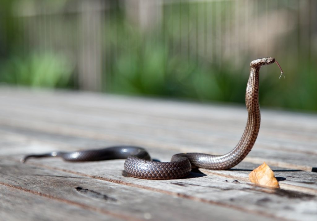 nature australia reptile snake
