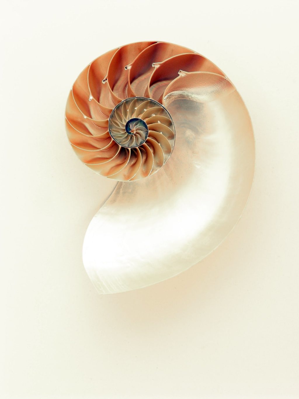 gorgeous shell shape