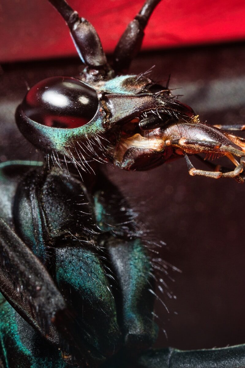 A close up of a bug on a surface