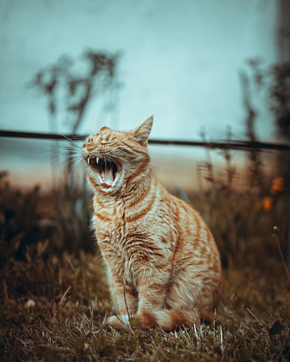 Decisive moment photography inspiration