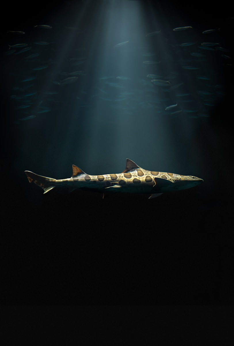 A shark swimming in the ocean with a light shining on it
