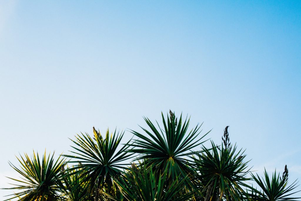 palm trees with a clear blue sky