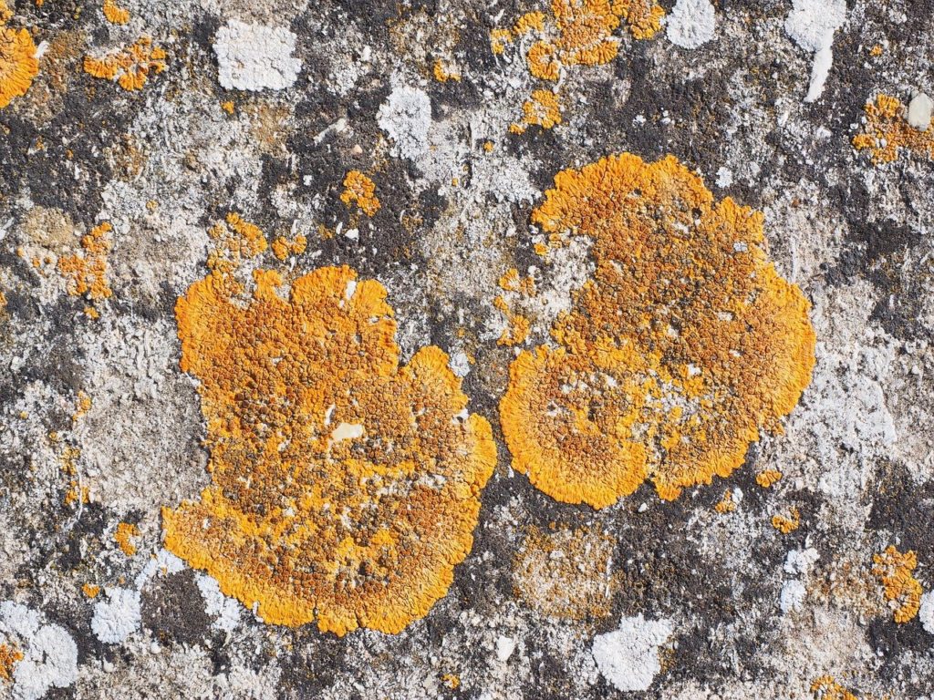bright yellow lichen