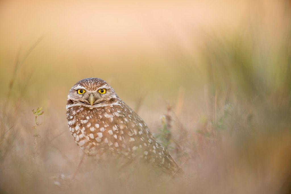 owl framed by bokeh