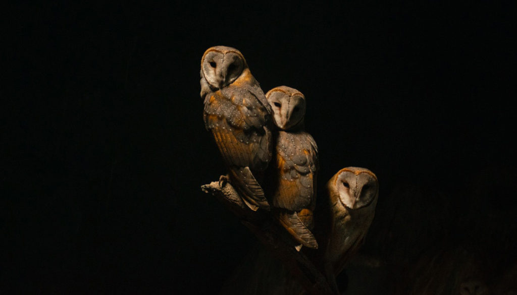 owls black background