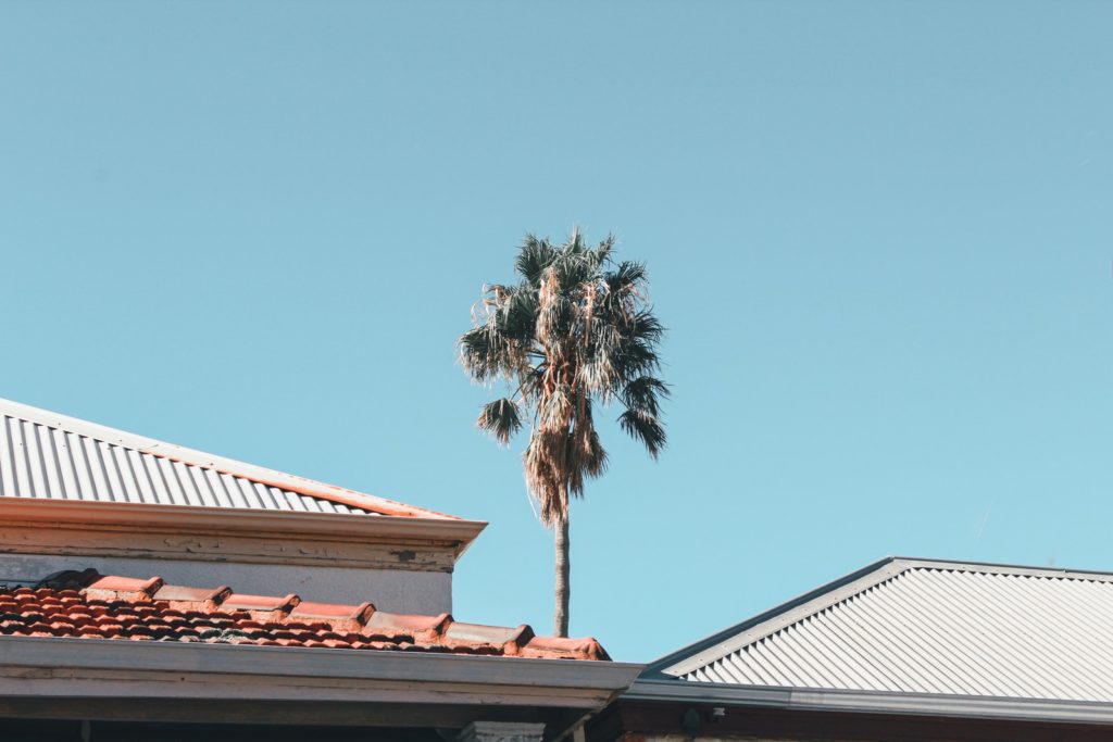 palm tree near house during daytime