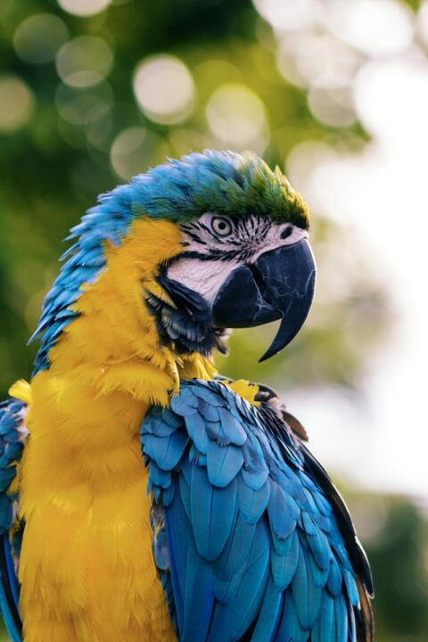 close up of a yellow and blue macaw