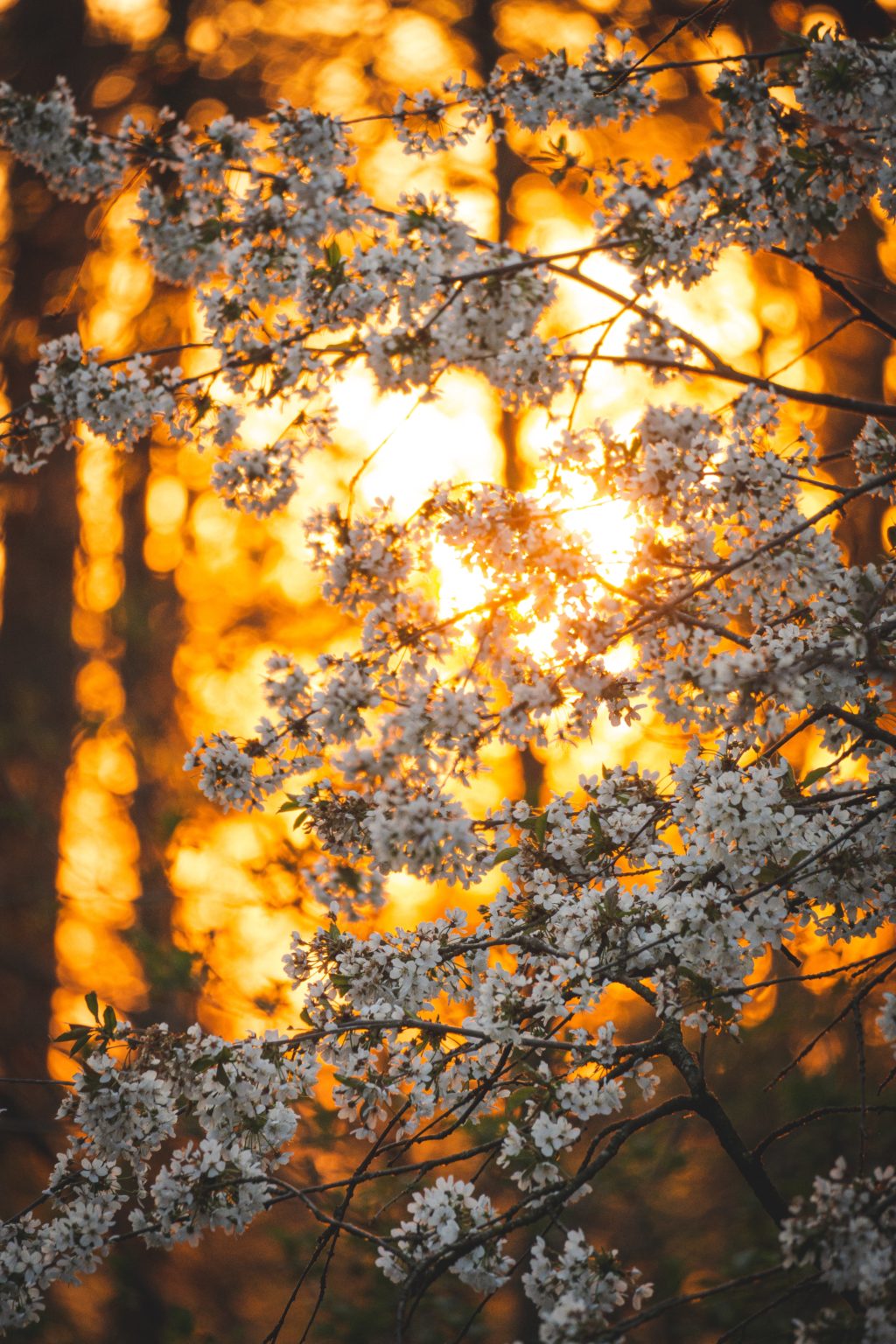 sunset golden cherry tree