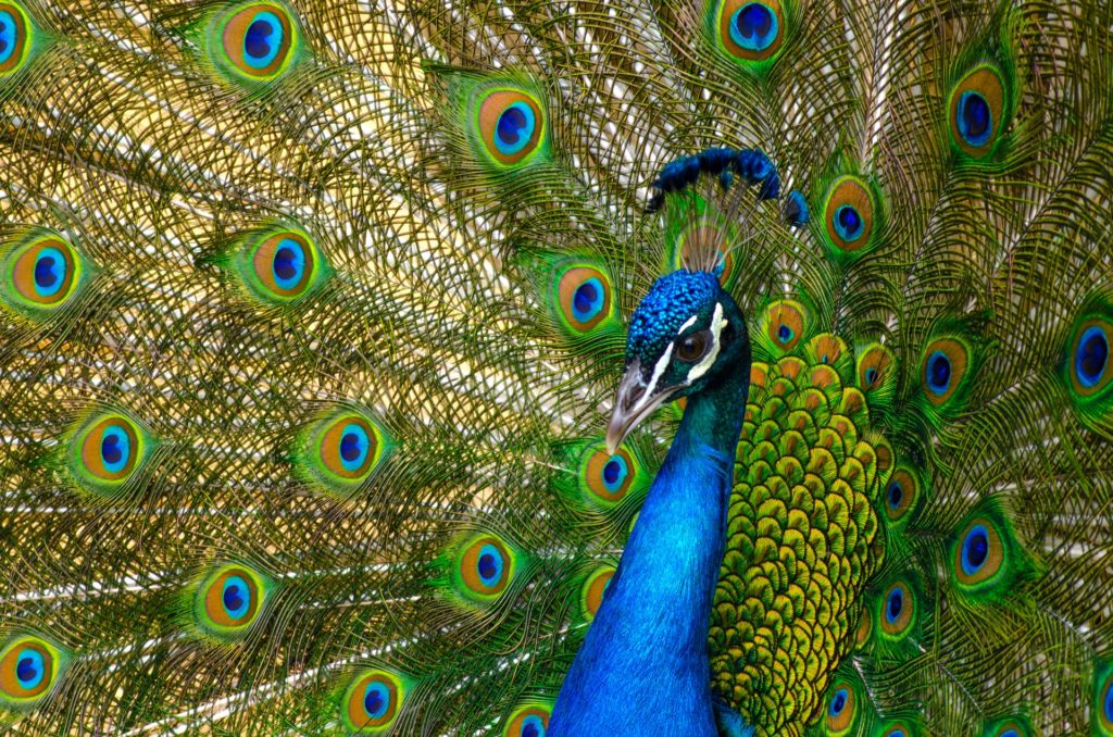 colorful wildlife portrait photos