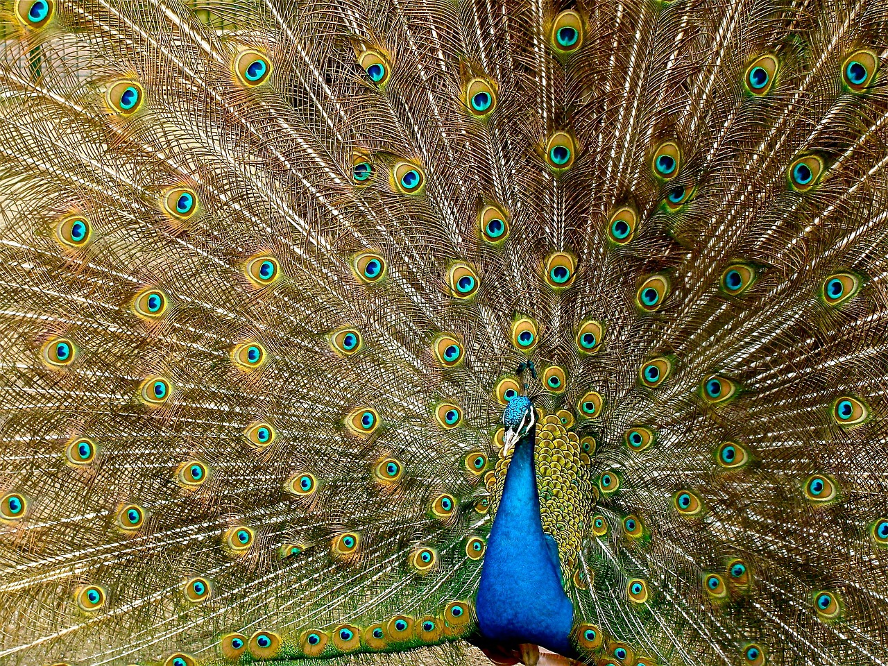 photo of peacock