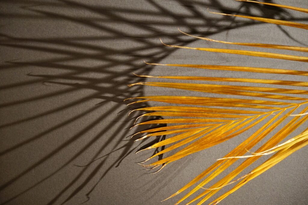palm frond and shadow