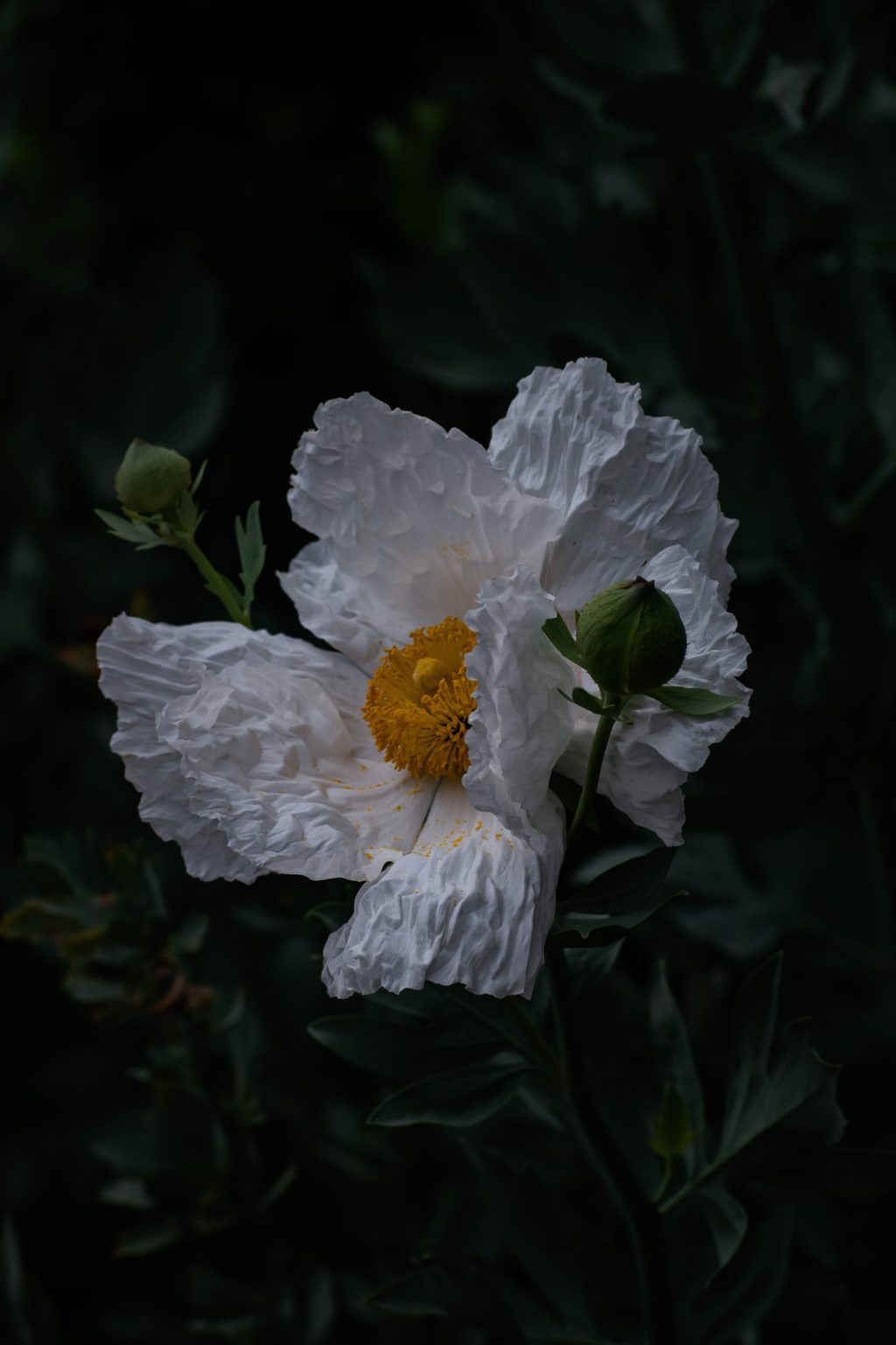 dark flora photography
