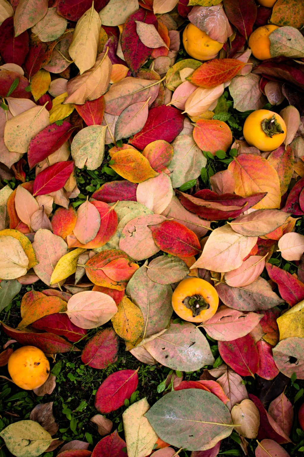 leaves in autumn colors