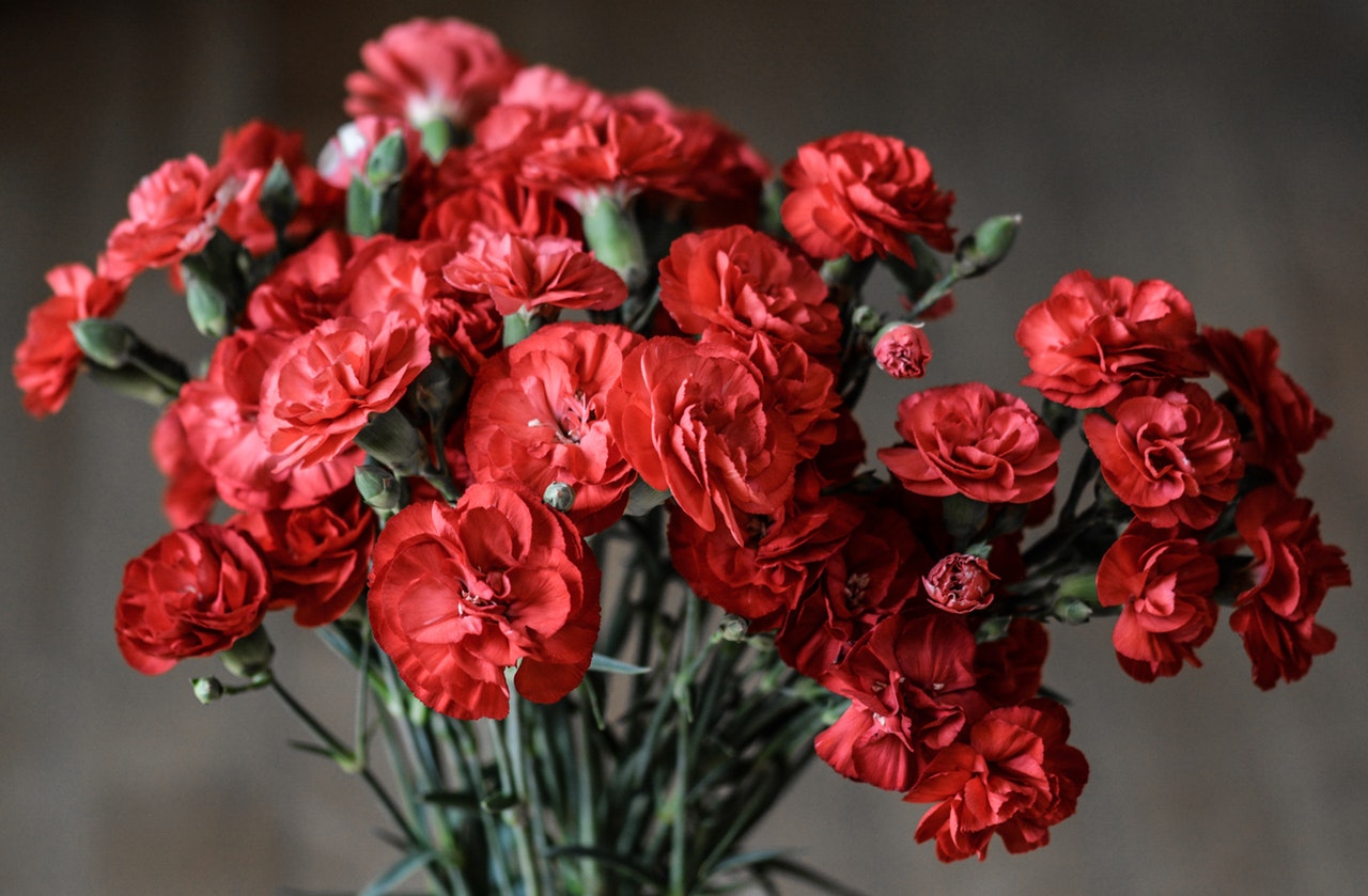 photo of red flowers