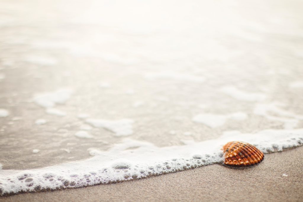 shell on a shore