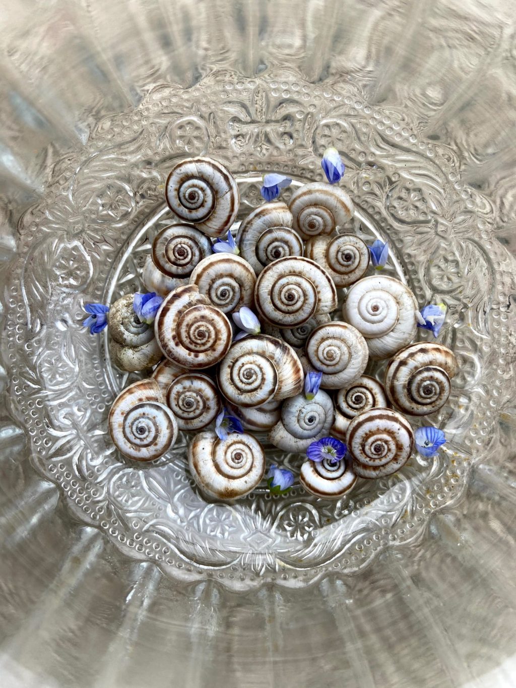 shells in a vintage bowl