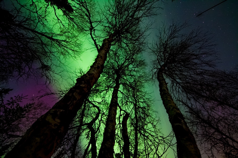 the aurora through the trees