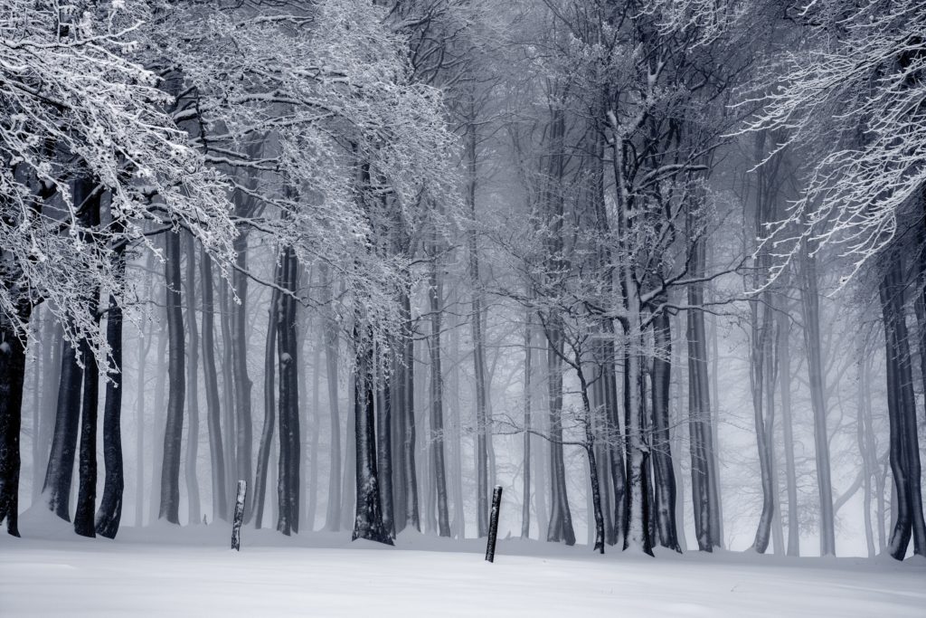 Beautiful snowy forest in black and white 