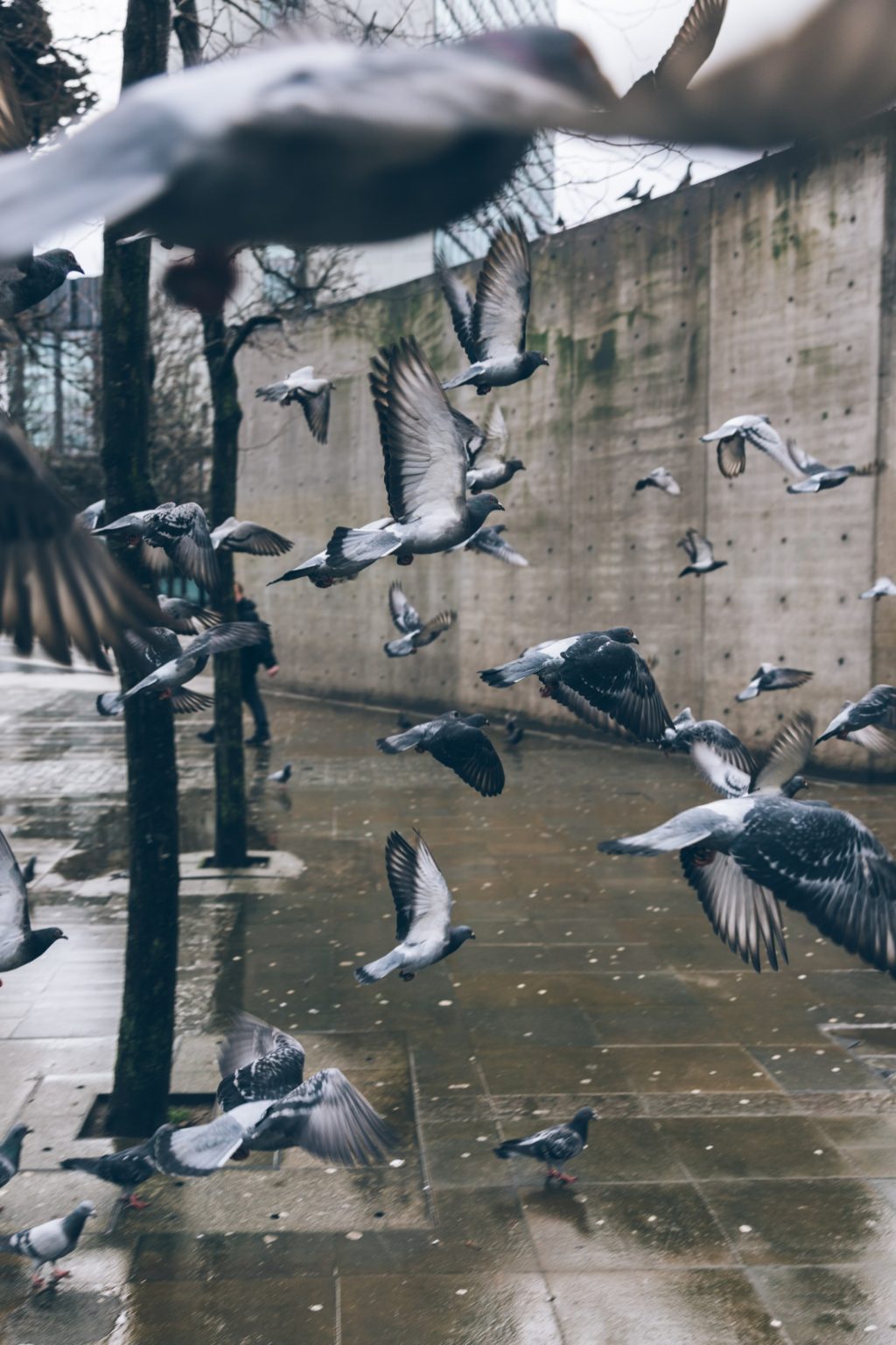 pigeons rainy street