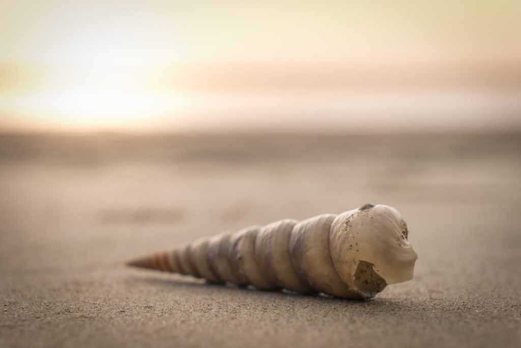 shell on the sand