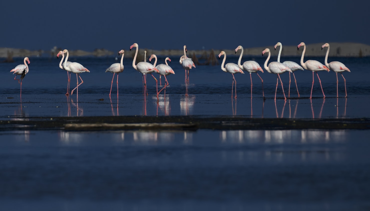 15 Whimsical Photographs of Flamingos | Light Stalking