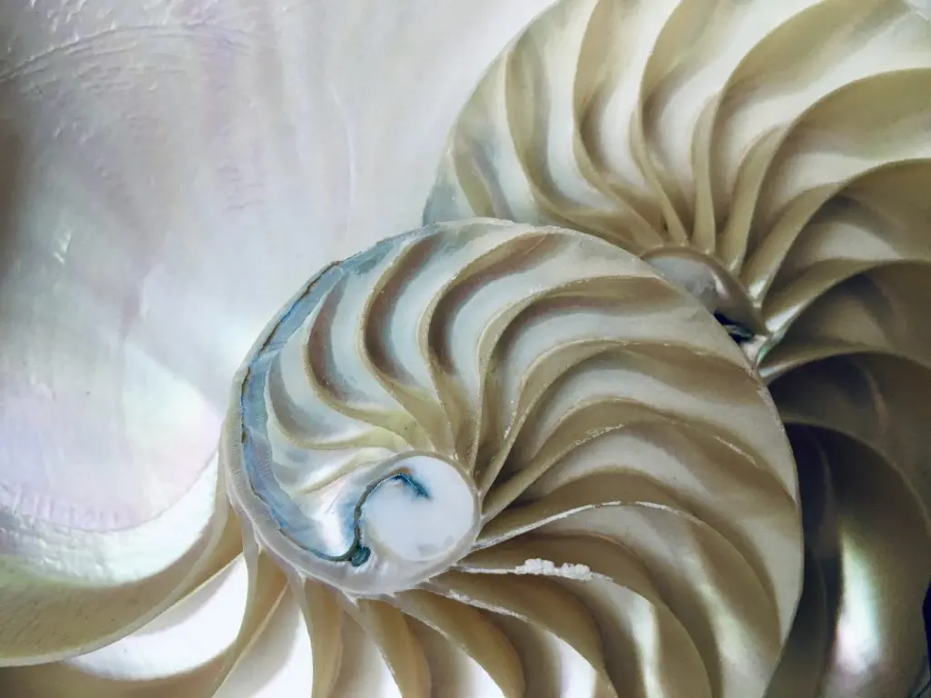 spiral shell