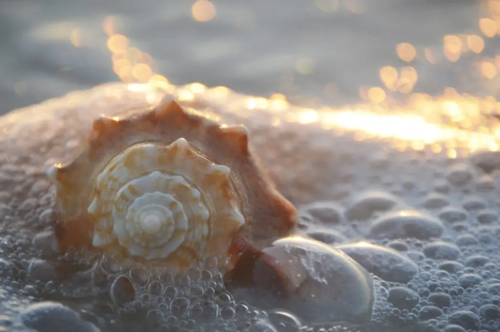 shell in the ocean