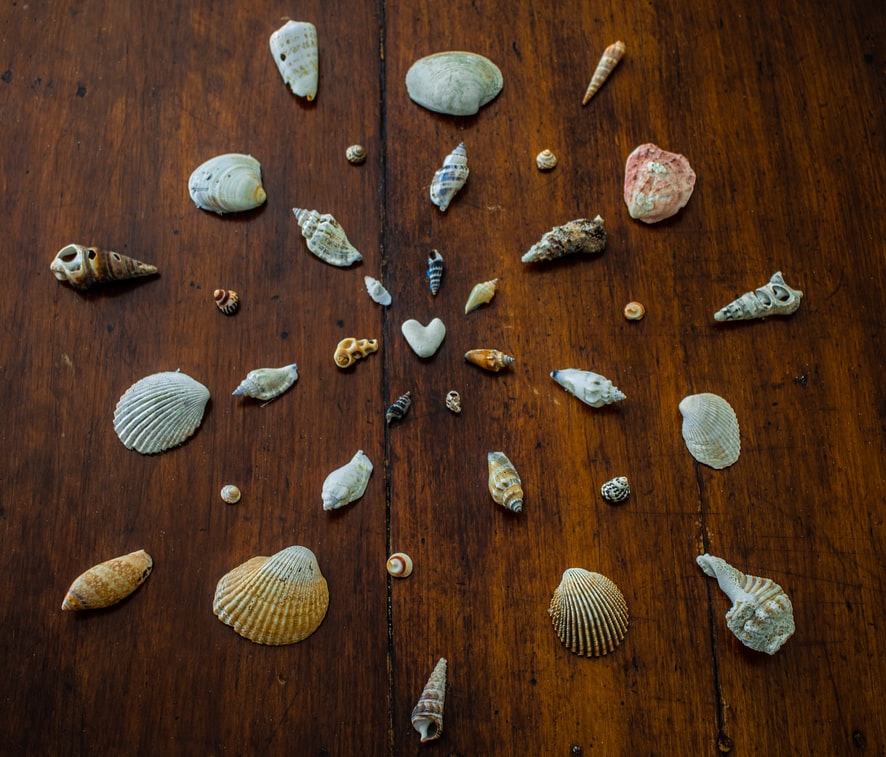 shells on a wood