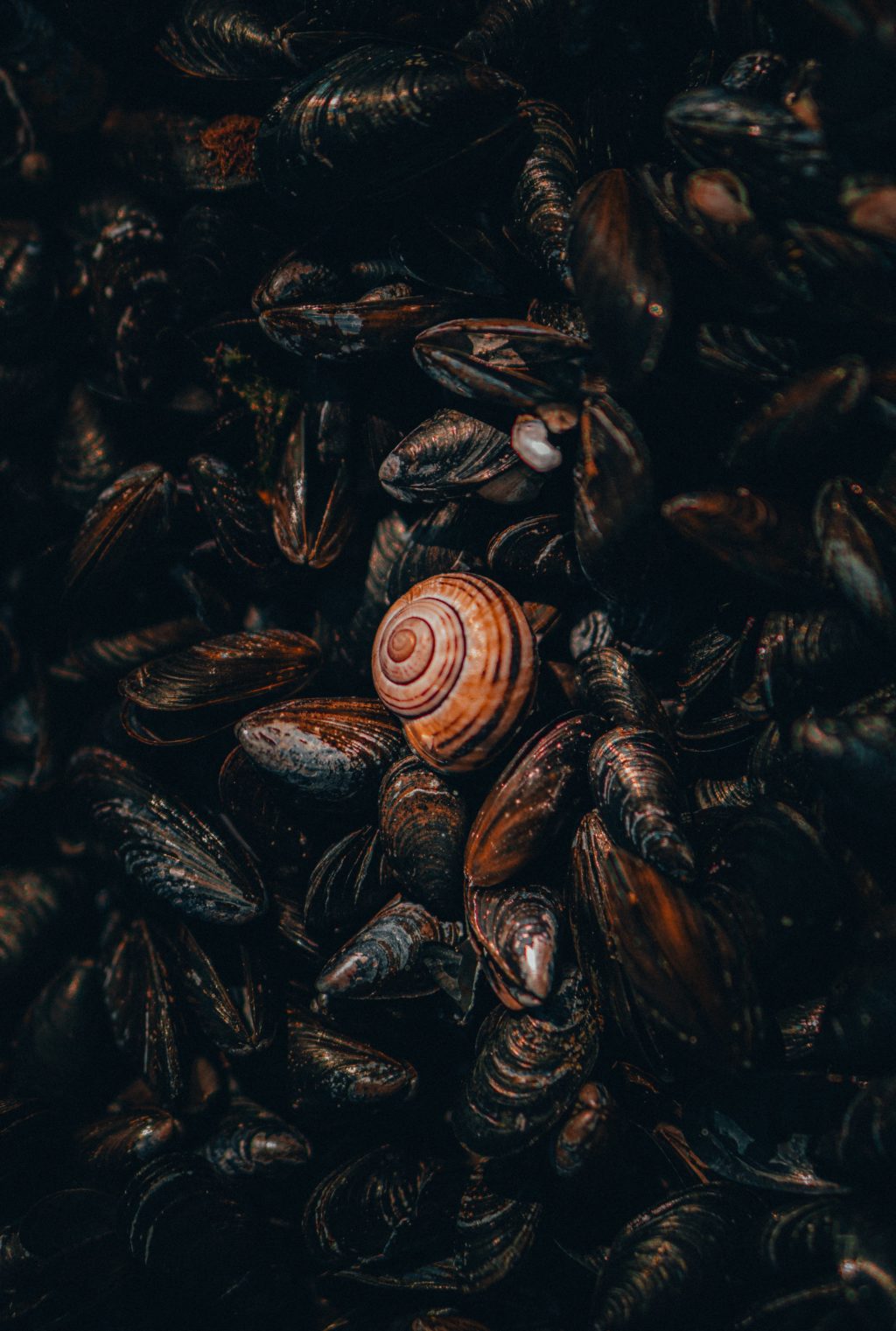dark shells