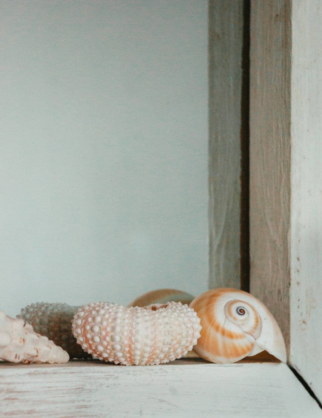 shells on a window ledge