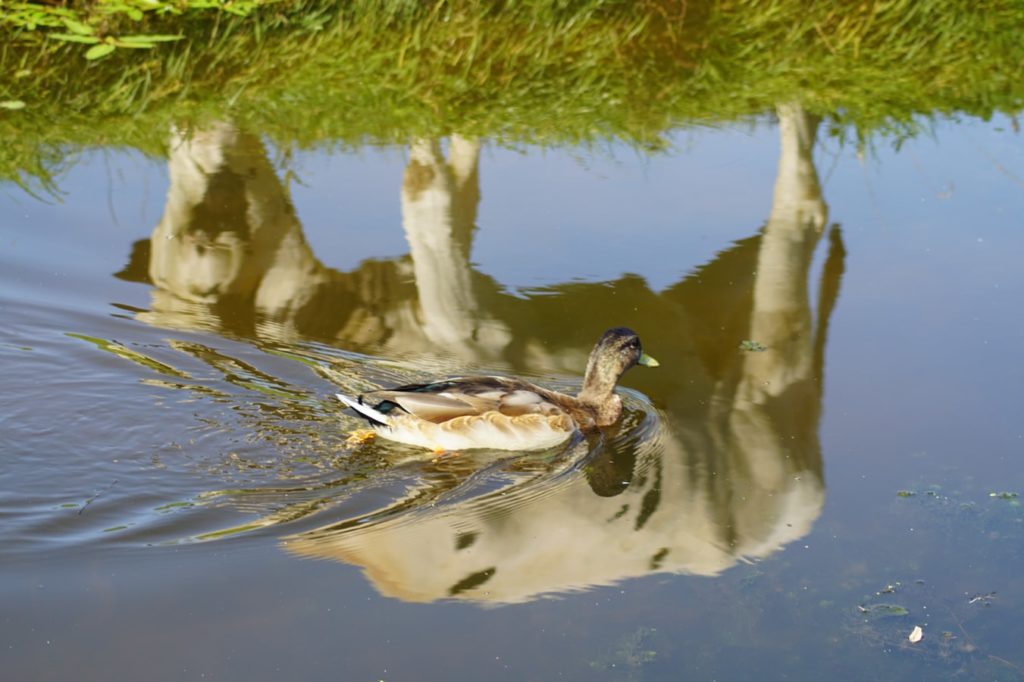 photo by caroline van oijen