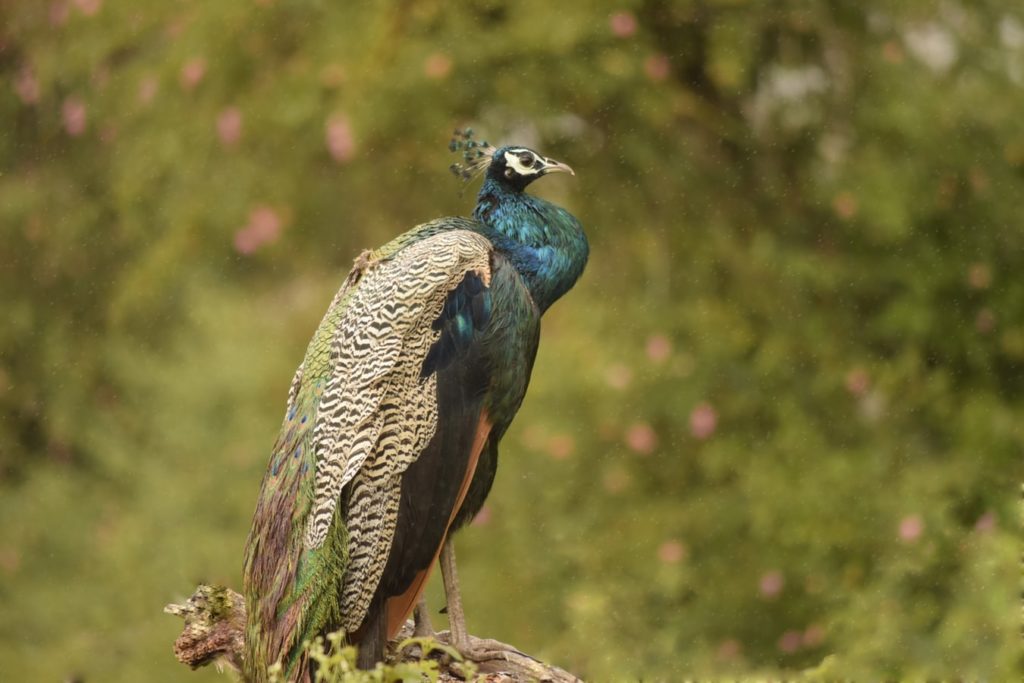 photo by ganesh bhosale