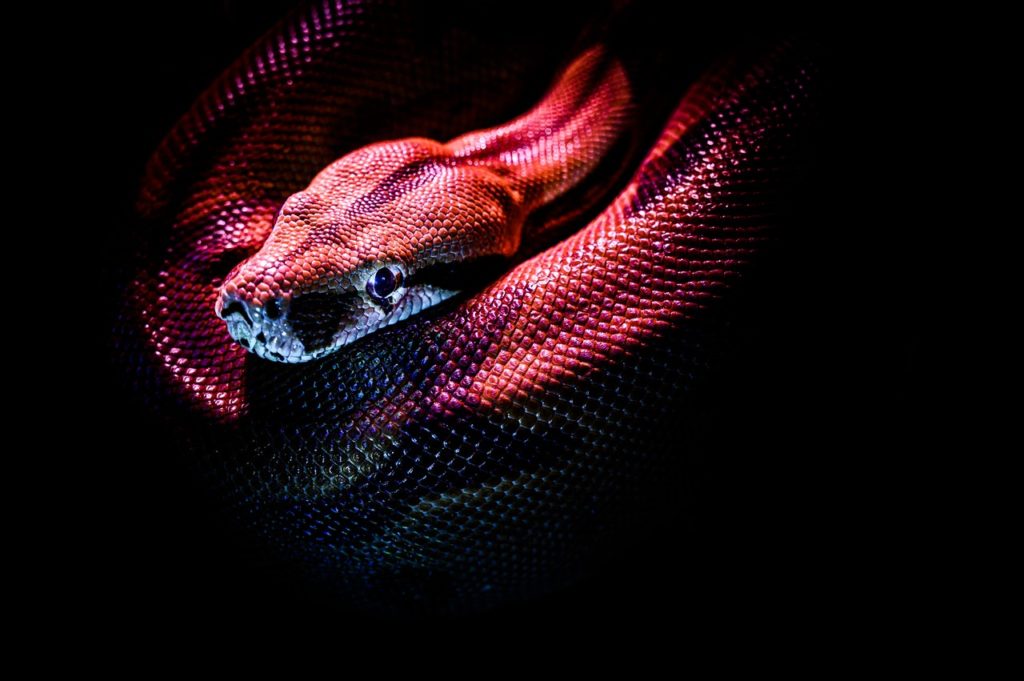 photo of a snake