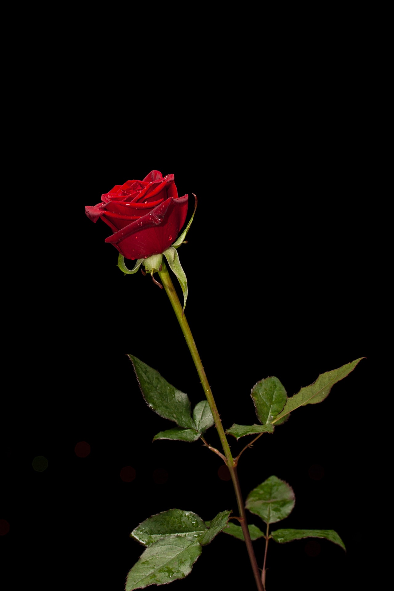 photo of red rose