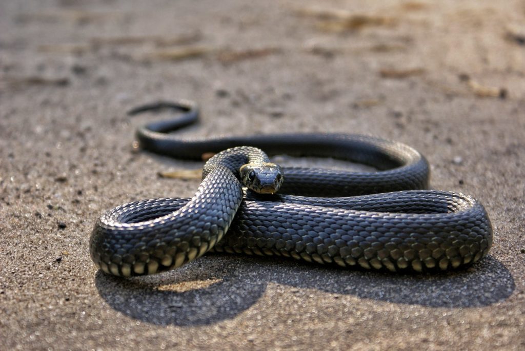 photo of snake on ground