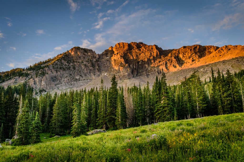 photo of trees and mountain