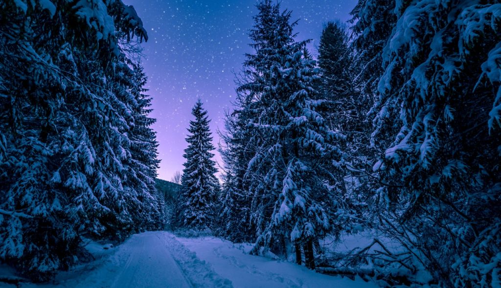 photography of trees covered with snow