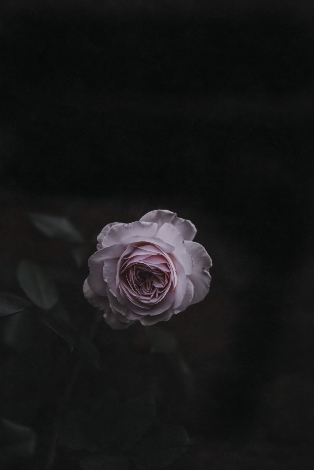 dark rose