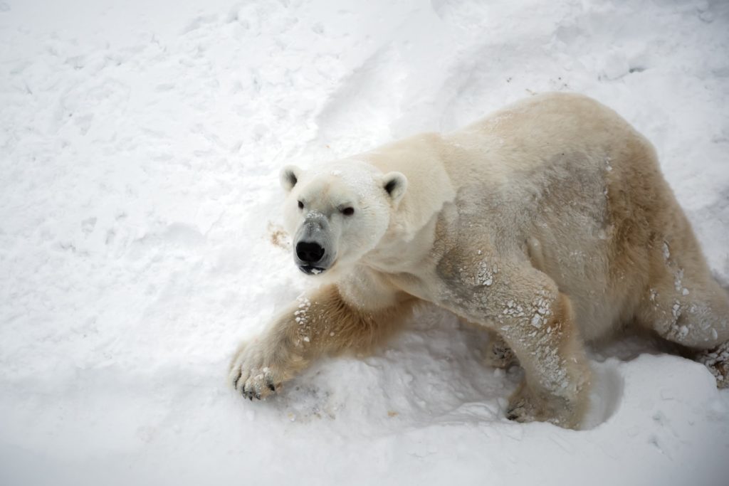 polar bear