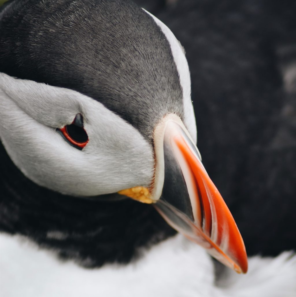 bird portrait